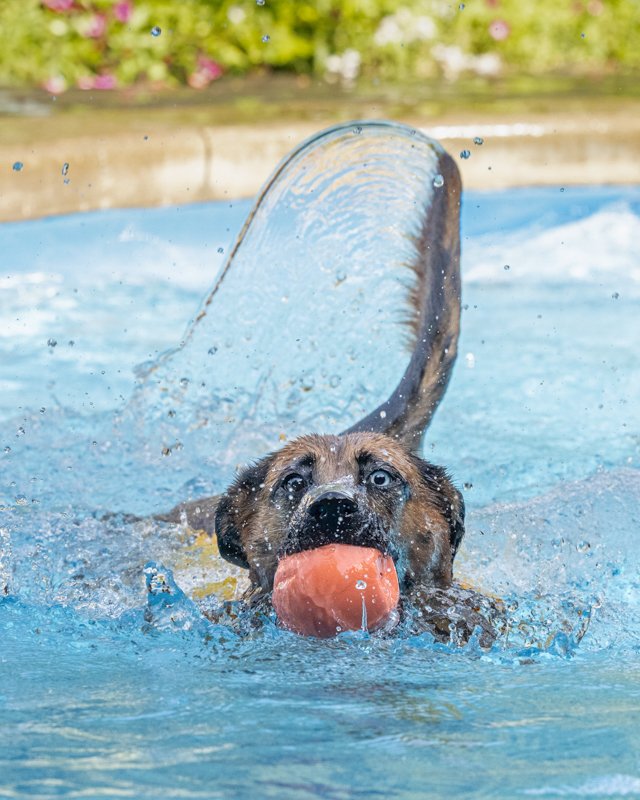 Dog swimming in pool chasing ball.