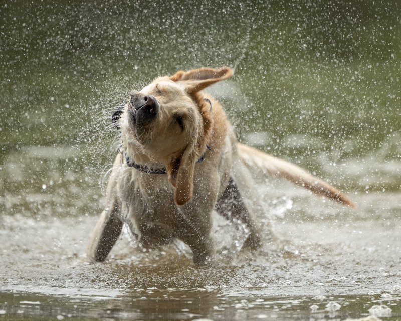 Lab shaking water after swimming in stream.