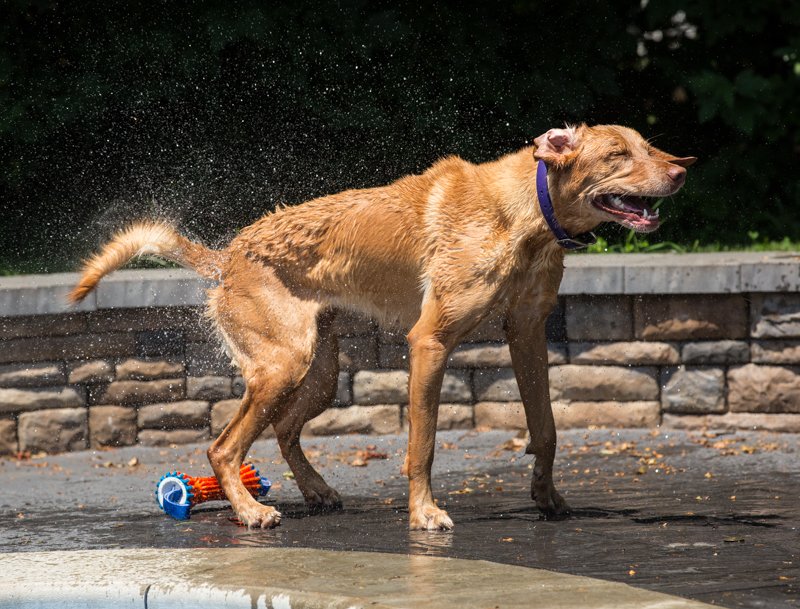 Lab shaking water off after swimming in a pool.