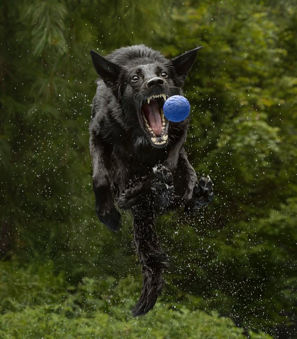 Black Shepherd jumping in pool for a ball.