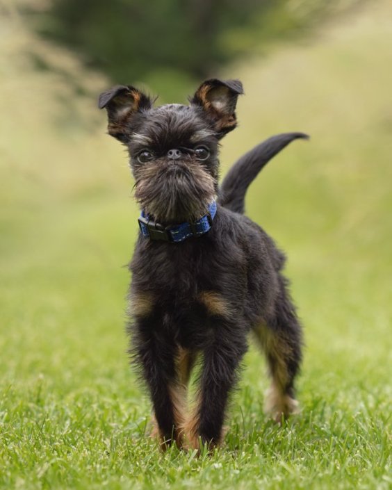 Brussels Griffon Puppy Standing Outside | Loudoun County Brussels Griffon puppy standing outside in the grass.