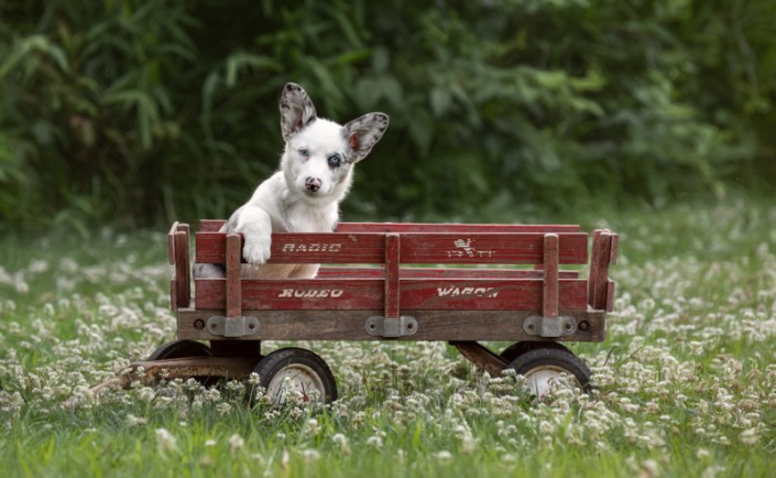Corgi Puppy in Wagon Outside | Loudoun County Corgi puppy in old Radio Flyer wagon outside.