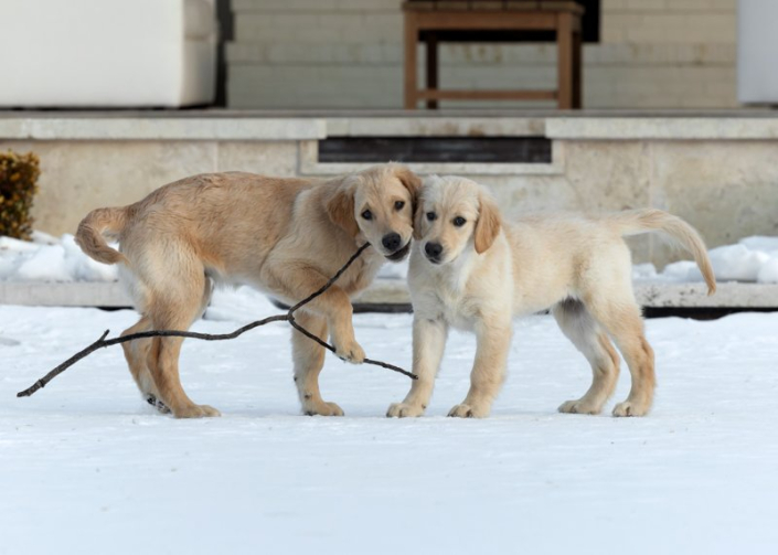 Golden Retriever Puppies Playing in Snow | Loudoun County Two Golden Retriever puppies playing with a stick in the snow.