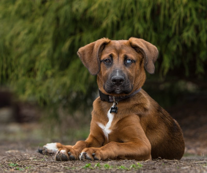 Mixed Breed Dog Lying Outside | Loudoun County Mixed breed dog lying outside on stone steps.