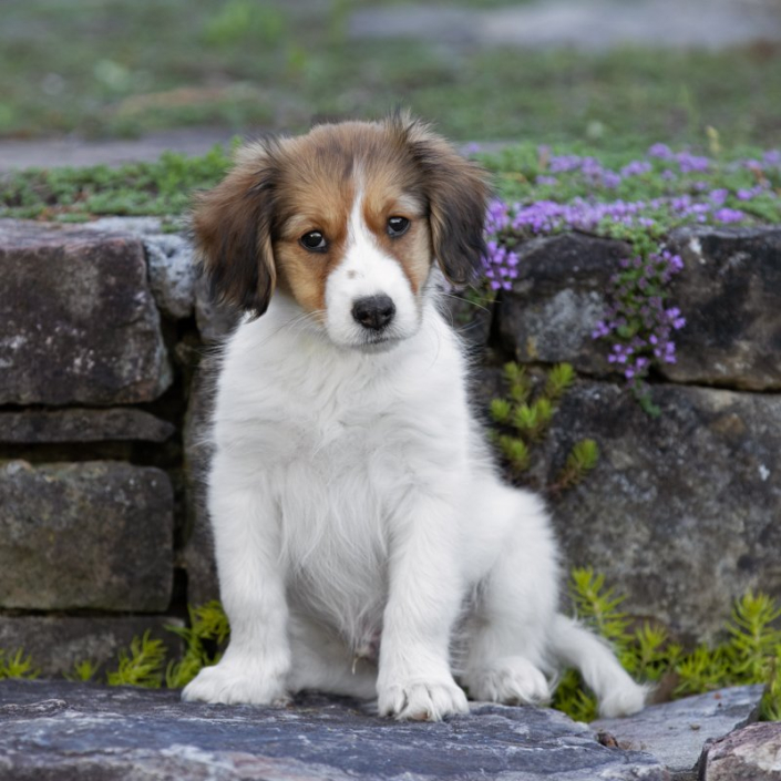 Kooikerhondje puppy sitting outside on stone steps surrounded by creeping thyme.