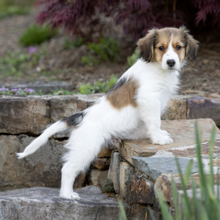 Kooikerhondje Puppy on Stone Steps | Loudoun County Kooikerhondje puppy standing outside on stone steps.